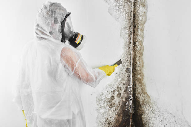 Best Emergency Mold Removal  in Hazel Crest, IL
