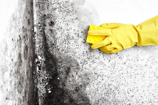 Best Certified Mold Removal  in Hazel Crest, IL