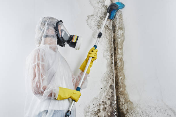 Best Black Mold Removal  in Hazel Crest, IL