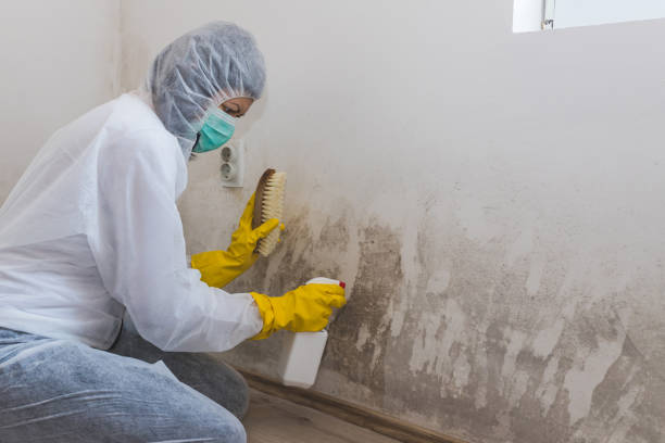 Best Home Mold Removal  in Hazel Crest, IL