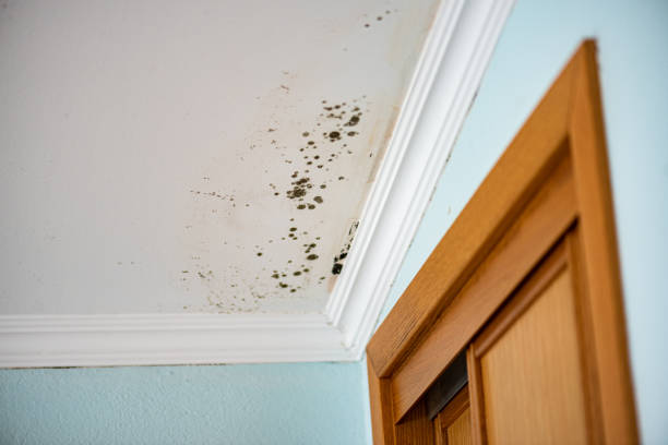 Professional Mold Removal in Hazel Crest, IL