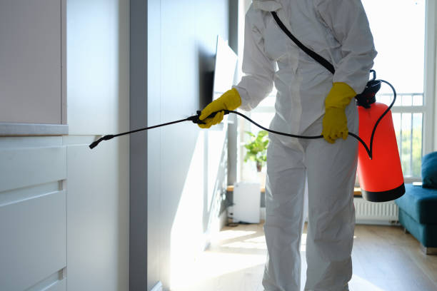 Best Office Mold Removal Services  in Hazel Crest, IL