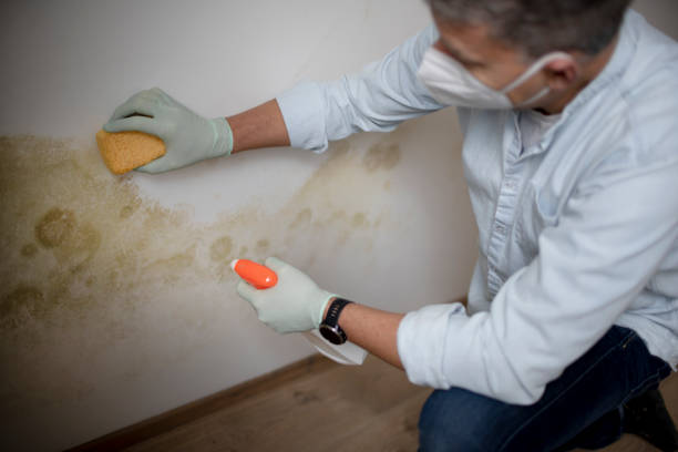 Best Mold Testing  in Hazel Crest, IL
