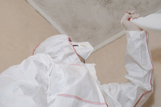 Best Residential Mold Removal  in Hazel Crest, IL