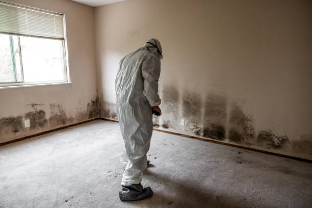 Best Mold Remediation  in Hazel Crest, IL