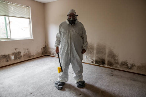 Best Crawl Space Mold Removal  in Hazel Crest, IL