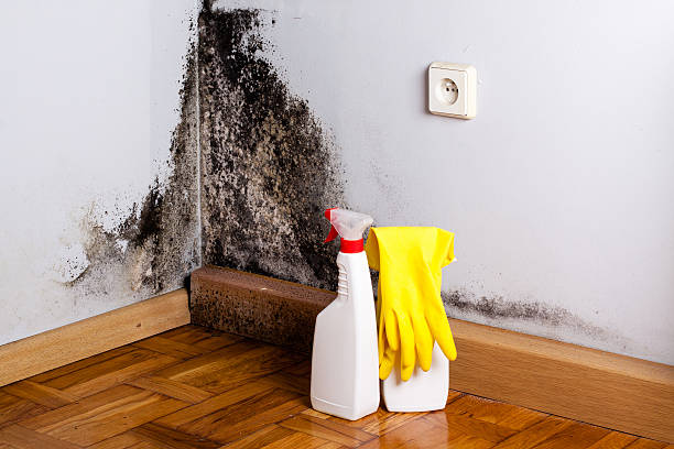 Best Mold Removal Company Near Me  in Hazel Crest, IL