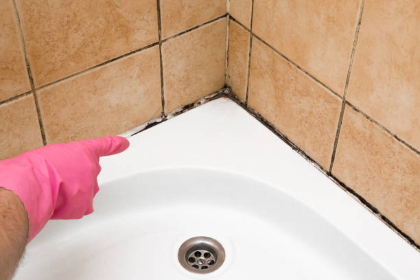 Best Fast Mold Removal  in Hazel Crest, IL